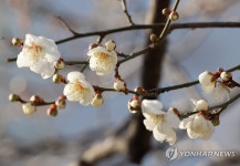 한파 속 봄소식 전하는 매화