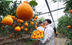 황금빛 머금은 한라봉 수확