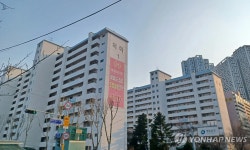 목화 사진 2