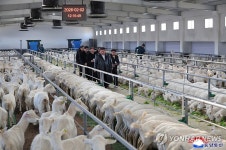 북한, 삼광축산농장 조업
