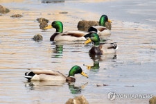 입춘 햇살 즐기는 청둥오리