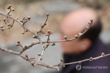 입춘, 꽃망울 터트린 서울의 산수유