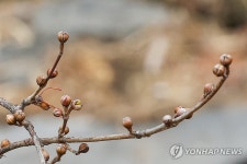 입춘, 꽃망울 터트린 서울의 산수유