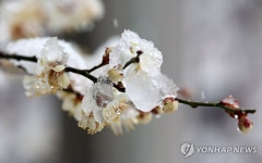 설중매