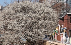 우수에 매화 활짝