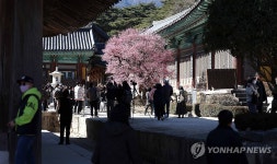 19일 통도사 홍매화 활짝