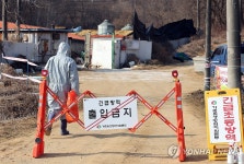 평택 돼지농장서 아프리카돼지열병 발생