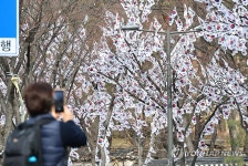 효창공원 앞 태극기거리 조성