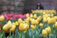 제주 보롬왓농장 튤립 활짝