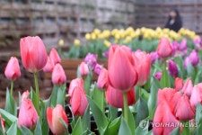 제주 보롬왓농장 튤립 활짝