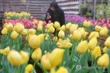 제주 보롬왓농장 튤립 활짝