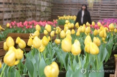 제주 보롬왓농장 튤립 활짝