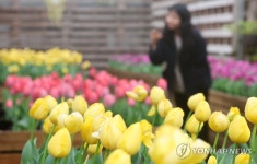 제주 보롬왓농장 튤립 활짝