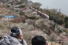 5일 양산 원동매화마을 풍경