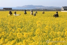 제주는 유채꽃의 계절