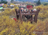 제27회 구례산수유꽃축제