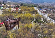 제27회 구례산수유꽃축제