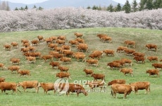 서산 한우목장 주변에 한우특화거리 등 관광휴양단지 추진