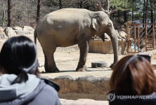봄날 만나는 코끼리