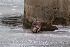 충주에 사는 수달은 몇 마리일까…7월까지 첫 실태조사