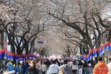 벚꽃 물결은 아직이지만, 축제장은 북적