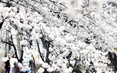 양산호수근린공원에 핀 벚꽃