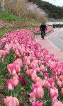 부산 기장군 좌광천 튤립 활짝