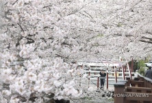 마산합포구 숨은 벚꽃 명소