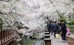 [사진톡톡] 벚꽃 터널·마산항 동시 감상…창원 마산합포구 산복도로