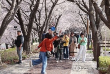 강서 낙동강 30리 벚꽃축제