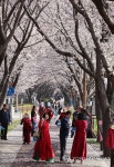 강서 낙동강 30리 벚꽃축제