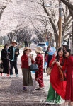 강서 낙동강 30리 벚꽃축제