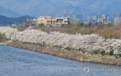 춘천 공지천·도로변 봄꽃 30만그루 만개 임박…장관 기대