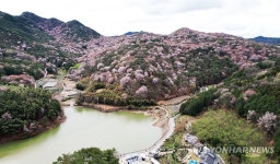 담양군 고비산 산벚꽃