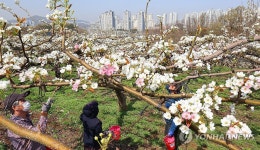 도심 속 배 농장 인공수분 한창