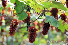 대전 델라웨어 포도 나왔어요