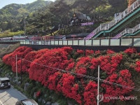 곡성군 섬진강변에 철쭉 장관