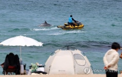 제트스키와 노는 남방큰돌고래 '안목이'