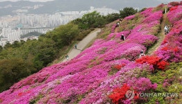 부산 백양산 철쭉 보러오세요.