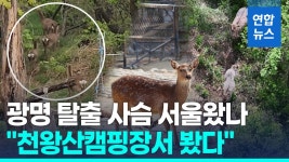 천황산사슴건강원 | [영상] 탈출한 사슴들 서울까지 왔나…"천왕산 캠핑장 부근서 봤다"