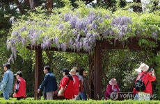 쾌청한 보랏빛 봄…강릉 초당동 공원