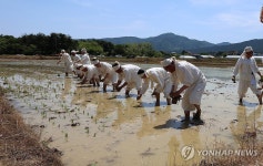 전통 방식의 모내기…강릉학산오독떼기 시연 행사