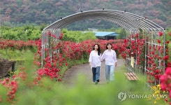 시골 마을 진입로에 활짝 핀 장미꽃