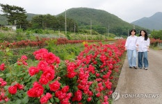 시골 마을 진입로에 활짝 핀 장미꽃