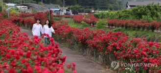 시골 마을 진입로에 활짝 핀 장미꽃