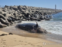 속초 해변으로 떠밀려온 고래 사체