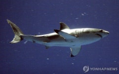 상어 공격에 사상자 속출하자…호주, 감시용 드론 규제완화 검토