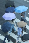 부산, 우산 쓰고 횡단보도 건너는 관광객들