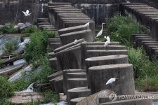 새들의 쉼터가 된 용치