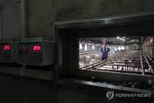 연일 폭염에 에어컨 가동한 돼지농장